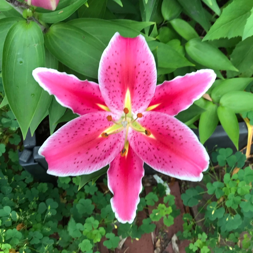 Meet your Posher, Karuna